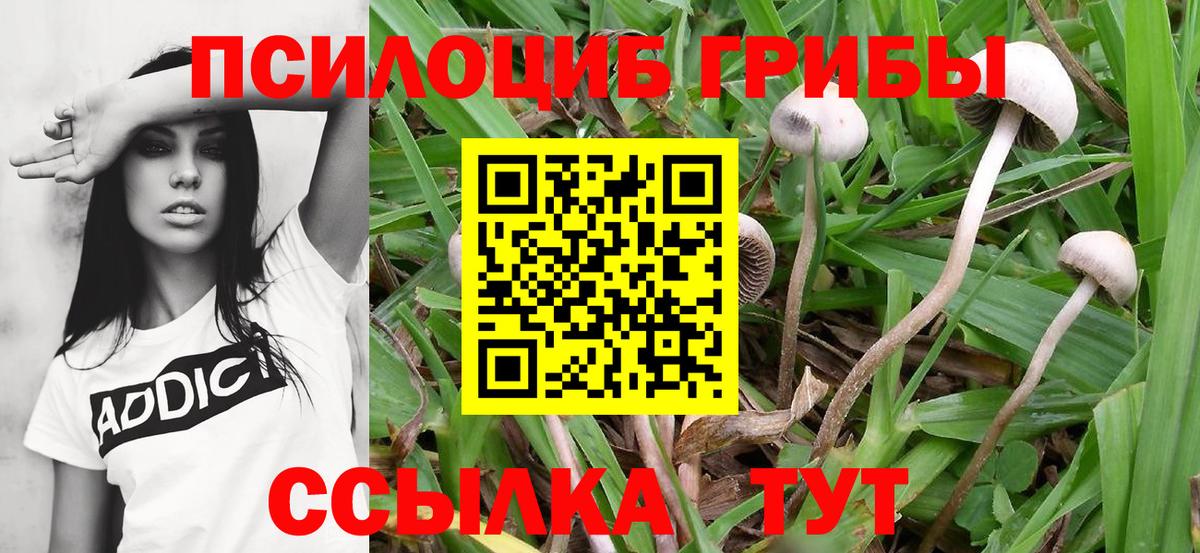 Галлюциногенные грибы Cubensis Рыбинск